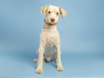Poodle and Mixed Breed Dogs Available for Adoption in Phoenix, Arizona - YETI | PetCurious