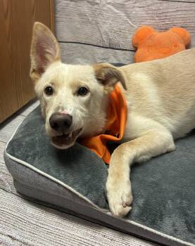 Tennessee -  Labrador Retriever and Shepherd Dog for Adoption in Raleigh, North Carolina - Tennessee | PetCurious