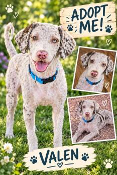Valen -  Bernese Mountain Dog and Poodle Dog for Adoption in San Tan Valley, Arizona - Valen | PetCurious