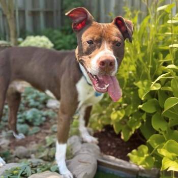 American Staffordshire Terrier and Labrador Retriever Dogs Available for Adoption in Springfield, Missouri - Ralphie  | PetCurious