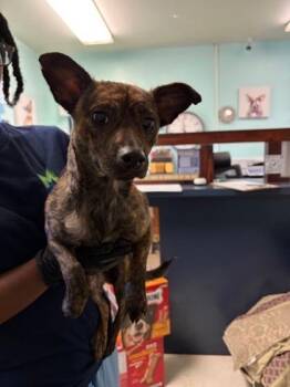 Selena -  Rat Terrier and Mixed Breed Dog for Adoption in Morton Grove, Illinois - Selena | PetCurious
