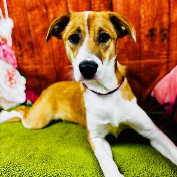 Sally / Socks -  Mixed Breed Dog for Adoption in Lebanon, Missouri - Sally / Socks | PetCurious