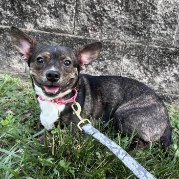 Dot Matrix -  Mixed Breed Dog for Adoption in Fredericksburg, Virginia - Dot Matrix | PetCurious