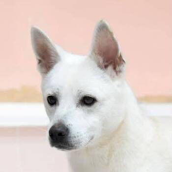 Hodol aka Harry (20260206-02) -  Jindo Dog for Adoption in Niagara Falls, Ontario - Hodol Aka Harry (20260206-02) | PetCurious