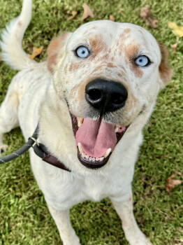 Rescue Mixed Breed Dogs for Adoption - Azear | PetCurious