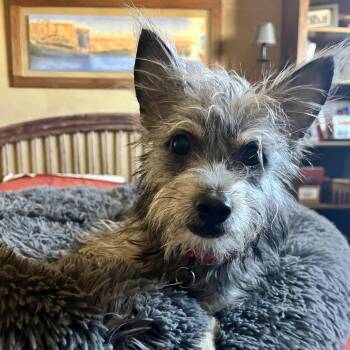 Yorkshire Terrier Dogs Available for Adoption - Parker | PetCurious