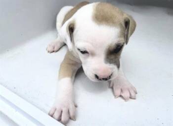 Pit Bull Terrier and Mixed Breed Dogs Available for Adoption in Houston, Texas - PIGLET | PetCurious
