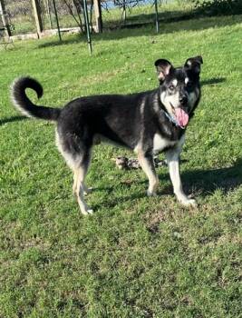 Rescue Shepherd and Mixed Breed Dogs for Adoption in Houston, Texas - BAGEL | PetCurious