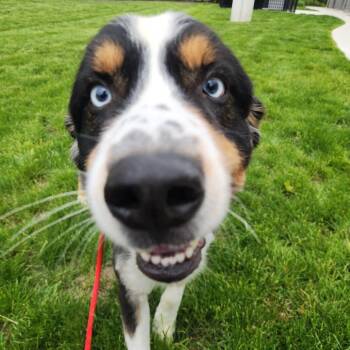 Australian Shepherd Dogs Available for Adoption in Fort Wayne, Indiana - Bam | PetCurious