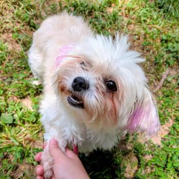 Rarity -  Maltese and Mixed Breed Dog for Adoption in Houston, Texas - Rarity | PetCurious