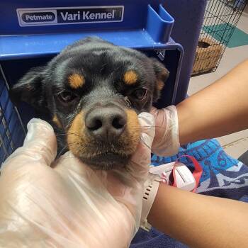 Timothy -  Mixed Breed Dog for Adoption in Leander, Texas - Timothy | PetCurious
