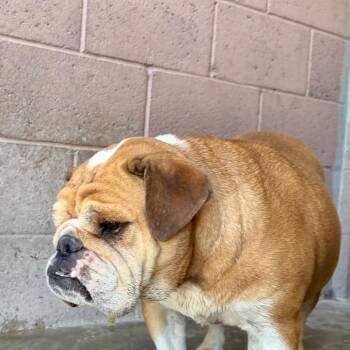 Frisky -  English Bulldog Dog for Adoption in Yuma, Arizona - Frisky | PetCurious