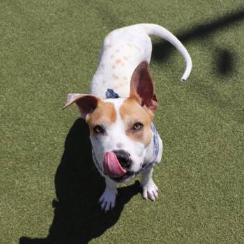 Mixed Breed Dogs Available for Adoption in Port Washington, New York - Phil | PetCurious
