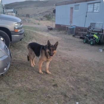 Harry -  German Shepherd Dog Dog for Adoption in Tacoma, Washington - Harry | PetCurious