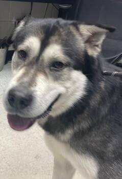 Alaskan Malamute Dogs Available for Adoption - Sulley | PetCurious