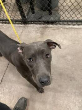 SKY -  Mixed Breed Dog for Adoption in Dallas, Texas - SKY | PetCurious