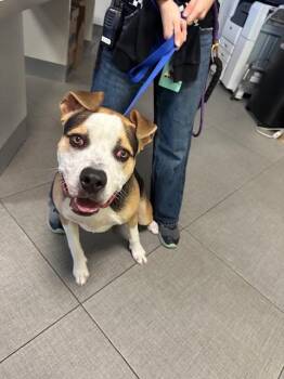 Pit Bull Terrier and Mixed Breed Dogs Available for Adoption - YOSHI | PetCurious