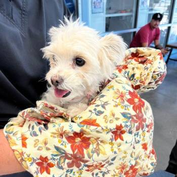 Maltese and Chihuahua Dogs Available for Adoption - Luna | PetCurious