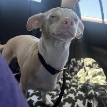 Dandelion -  Chihuahua and Mixed Breed Dog for Adoption in Tampa, Florida - Dandelion | PetCurious
