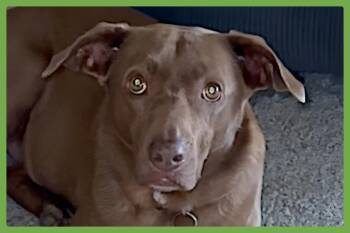 Patty -  Labrador Retriever and Hound Dog for Adoption in Amherst, Massachusetts - Patty | PetCurious