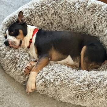 Lucia -  English Bulldog and Pit Bull Terrier Dog for Adoption in La Grange, Kentucky - Lucia | PetCurious