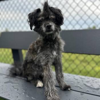 Apollo -  Mixed Breed Dog for Adoption in Matteson, Illinois - Apollo | PetCurious