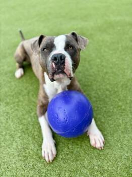 Pistol -  Pit Bull Terrier and Mixed Breed Dog for Adoption in Fishers, Indiana - Pistol | PetCurious