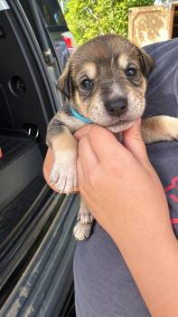 Killer Crew  -  German Shepherd Dog and Pit Bull Terrier Dog for Adoption in Oswego, South Carolina - Killer Crew  | PetCurious