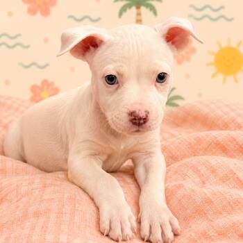 Sunny -  Mixed Breed Dog for Adoption in Brockton, Massachusetts - Sunny | PetCurious