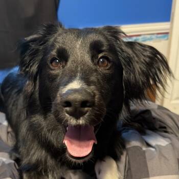 Marley - Sable -  Black Labrador Retriever Dog for Adoption in Greenfield, Indiana - Marley - Sable | PetCurious
