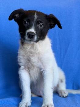 Border Collie Dogs Available for Adoption in Monticello, Minnesota - Mickey  | PetCurious