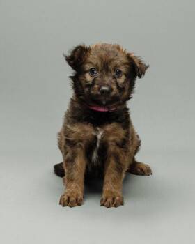 Zinfandel -  Mixed Breed Dog for Adoption in Mesa, Arizona - Zinfandel | PetCurious