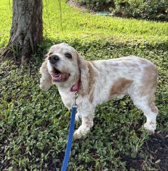 Sammie -  Cocker Spaniel Dog for Adoption in Palm Springs, Florida - Sammie | PetCurious
