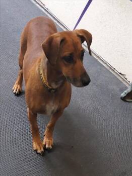 RARI -  Dachshund and Mixed Breed Dog for Adoption in Anchorage, Alaska - RARI | PetCurious