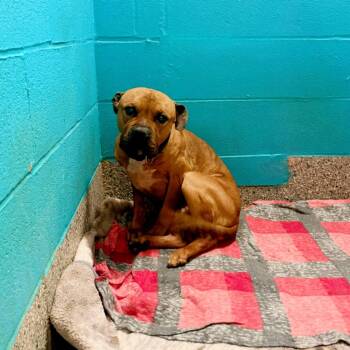 Terrier Dogs Available for Adoption in Warren, Ohio - Anthony | PetCurious