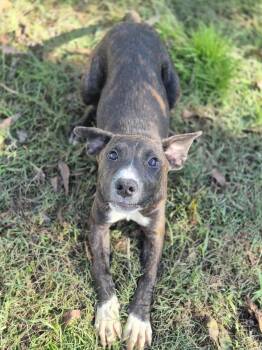 Rescue Terrier and Pit Bull Terrier Dogs for Adoption in Dover, Arkansas - Hippo | PetCurious