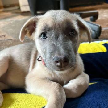 Alicent -  Mixed Breed Dog for Adoption in West Olive, Michigan - Alicent | PetCurious