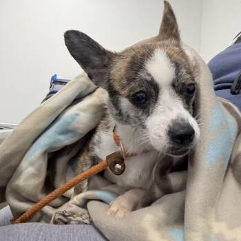 Rescue Mixed Breed Dogs for Adoption in Philadelphia, Pennsylvania - Rambo | PetCurious