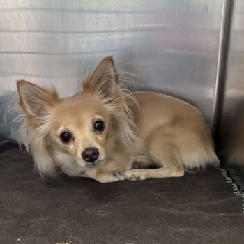 Mixed Breed Dogs Available for Adoption - Reggie | PetCurious