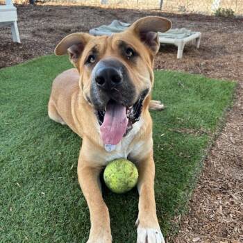 Rescue Shepherd Dogs for Adoption in Ramona, California - Moe | PetCurious