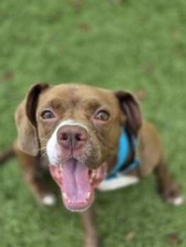 Dior -  Hound and Mixed Breed Dog for Adoption in Savannah, Georgia - Dior | PetCurious