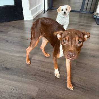 Minka -  Terrier and Mixed Breed Dog for Adoption in Overland Park, Kansas - Minka | PetCurious
