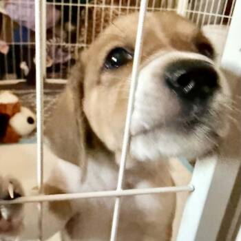 Mango - Chino Hills Location *Available 8/15* -  Beagle and Basset Hound Dog for Adoption in Chino Hills, California - Mango - Chino Hills Location *Available 8/15* | PetCurious