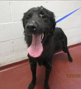 Mellow (806) -  Shepherd and Labrador Retriever Dog for Adoption in Marietta, Georgia - Mellow (806) | PetCurious