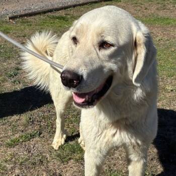 Rescue Great Pyrenees Dogs for Adoption in Richmond, California - FALCORE | PetCurious