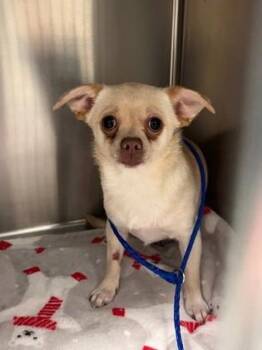 Chihuahua and Mixed Breed Dogs Available for Adoption - Princess | PetCurious