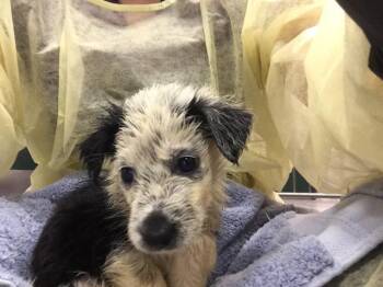 DAYTONA -  Australian Cattle Dog Blue Heeler Dog for Adoption in Thousand Palms, California - DAYTONA | PetCurious