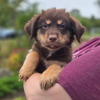 CT Big Sky avail Sep 26 -  Labrador Retriever and Great Pyrenees Dog for Adoption in Eastford, Connecticut - CT Big Sky Avail Sep 26 | PetCurious