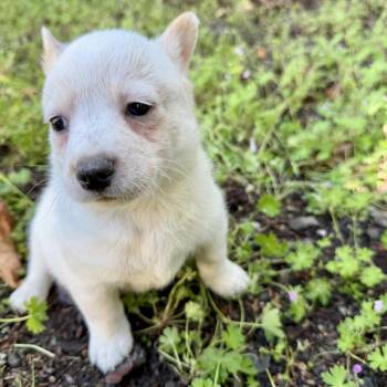 Australian Cattle Dog Blue Heeler Dogs Available for Adoption in Sonoma, California - Rad | PetCurious