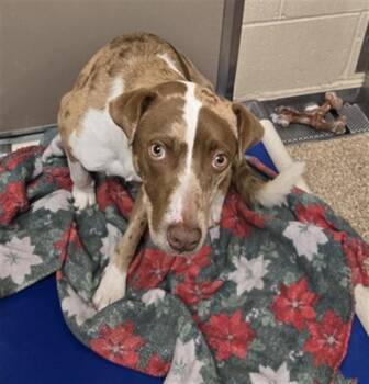 RED -  Catahoula Leopard Dog and Mixed Breed Dog for Adoption in Albuquerque, New Mexico - RED | PetCurious